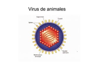Virus de animales
 