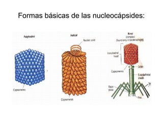 Formas básicas de las nucleocápsides:
 