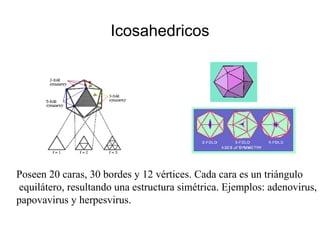 Icosahedricos
Poseen 20 caras, 30 bordes y 12 vértices. Cada cara es un triángulo
equilátero, resultando una estructura simétrica. Ejemplos: adenovirus,
papovavirus y herpesvirus.
 