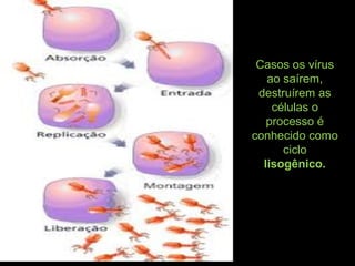 Casos os vírus
ao saírem,
destruírem as
células o
processo é
conhecido como
ciclo
lisogênico.
 