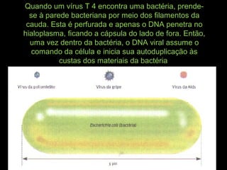 Quando um vírus T 4 encontra uma bactéria, prende-
se à parede bacteriana por meio dos filamentos da
cauda. Esta é perfurada e apenas o DNA penetra no
hialoplasma, ficando a cápsula do lado de fora. Então,
uma vez dentro da bactéria, o DNA viral assume o
comando da célula e inicia sua autoduplicação às
custas dos materiais da bactéria
 
