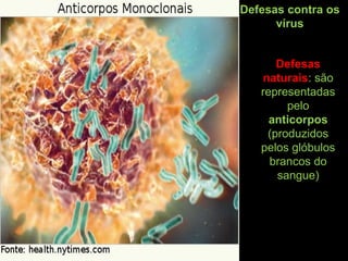 Defesas
naturais: são
representadas
pelo
anticorpos
(produzidos
pelos glóbulos
brancos do
sangue)
Defesas contra os
vírus
 