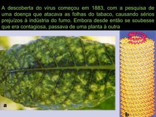 A descoberta do vírus começou em 1883, com a pesquisa de
uma doença que atacava as folhas do tabaco, causando sérios
prejuízos à indústria do fumo. Embora desde então se soubesse
que era contagiosa, passava de uma planta à outra
 