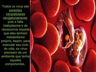Todos os vírus são
parasitas
intracelulares
obrigatoriamente,
pois a falta
hialoplasma e de
ribossomos impede
que eles tenham
metabolismo
próprio. Assim, para
executar seu ciclo
de vida, os vírus
precisam de um
ambiente que tenha
aqueles
componentes.
 