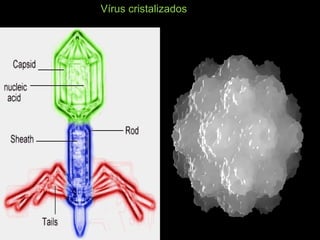 Vírus cristalizados
 