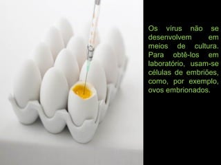 Os vírus não se
desenvolvem em
meios de cultura.
Para obtê-los em
laboratório, usam-se
células de embriões,
como, por exemplo,
ovos embrionados.
 