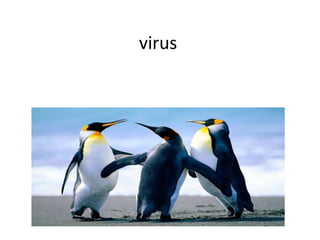 virus

 