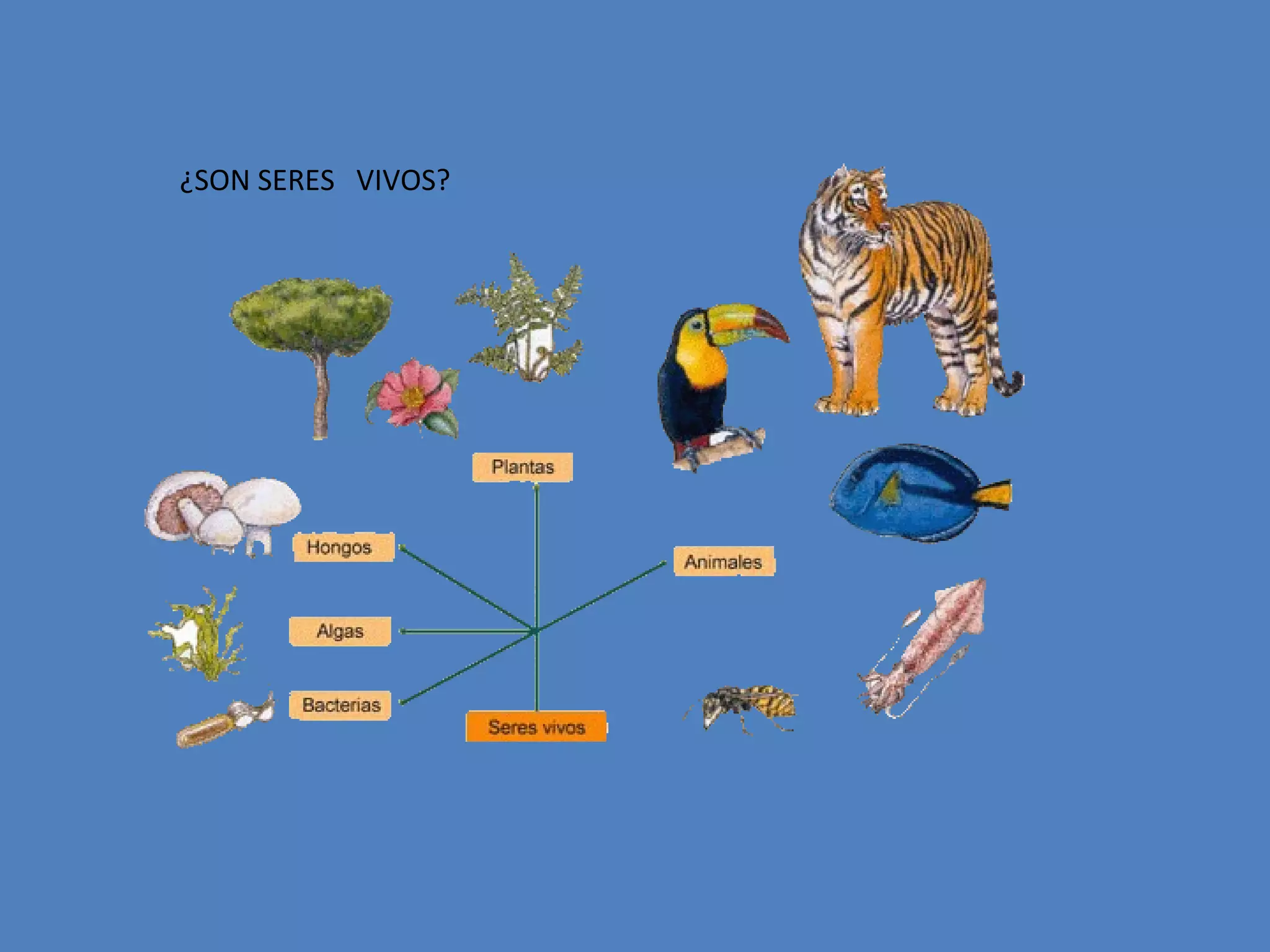 ¿SON SERES VIVOS?

 