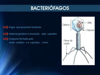 BACTERIÓFAGOS

Fagos que parasitam bactérias
Material genético é envolvido pelo capsídeo
Conjunto formado pelo
ácido nucléico e o capsídeo : vírion

 
