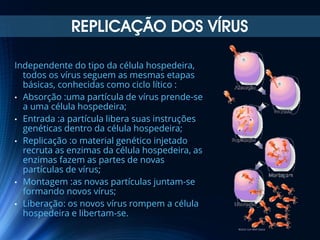 REPLICAÇÃO DOS VÍRUS
Independente do tipo da célula hospedeira,
todos os vírus seguem as mesmas etapas
básicas, conhecidas como ciclo lítico :
• Absorção :uma partícula de vírus prende-se
a uma célula hospedeira;
• Entrada :a partícula libera suas instruções
genéticas dentro da célula hospedeira;
• Replicação :o material genético injetado
recruta as enzimas da célula hospedeira, as
enzimas fazem as partes de novas
partículas de vírus;
• Montagem :as novas partículas juntam-se
formando novos vírus;
• Liberação: os novos vírus rompem a célula
hospedeira e libertam-se.

 