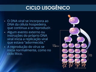 CICLO LISOGÊNICO
•

•

•

O DNA viral se incorpora ao
DNA da célula hospedeira,
que continua a se reproduzir.
Algum evento externo ou
instruções do próprio DNA
viral inicia a replicação viral
que estava “adormecida.”
A reprodução do vírus se
inicia normalmente, como no
ciclo lítico.

 