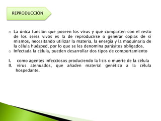 REPRODUCCIÓN
o La única función que poseen los virus y que comparten con el resto
de los seres vivos es la de reproducirse o generar copias de sí
mismos, necesitando utilizar la materia, la energía y la maquinaria de
la célula huésped, por lo que se les denomina parásitos obligados.
o Infectada la célula, pueden desarrollar dos tipos de comportamiento
I. como agentes infecciosos produciendo la lisis o muerte de la célula
II. virus atenuados, que añaden material genético a la célula
hospedante.
 