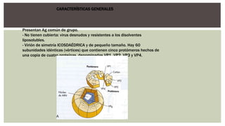 Presentan Ag común de grupo.
- No tienen cubierta: virus desnudos y resistentes a los disolventes
liposolubles.
- Virión de simetría ICOSDAÉDRICA y de pequeño tamaño. Hay 60
subunidades idénticas (vértices) que contienen cinco protómeros hechos de
una copia de cuatro proteínas, denominadas VP1, VP2, VP3 y VP4.
CARACTERÍSTICAS GENERALES
 