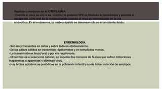 Replican y maduran en el CITOPLASMA.
· Cuando el virus se une a su receptor, la proteína VP4 es liberada del protómero y permite el
escape del ARN viral de la nucleocápside cuando el virus es internalizado en la vía
endocítica. En el endosoma, la nucleocápside se desensambla en el ambiente ácido.
EPIDEMIOLOGÍA.
- Son muy frecuentes en niños y sobre todo en otoño-invierno.
- En los países cálidos se transmiten rápidamente y en templados menos.
- La transmisión es fecal/oral o por vía respiratoria.
- El hombre es el reservorio natural, en especial los menores de 5 años que sufren infecciones
inaparentes o aparentes y eliminan virus.
- Hay brotes epidémicos periódicos en la población infantil y suele haber rotación de serotipos.
 