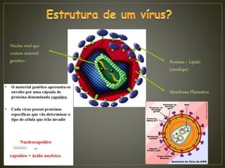 Proteína + Lípido
(envelope)
Membrana Plasmática
Núcleo viral que
contem material
genético
 