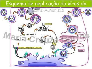 Esquema de replicação do vírus da
Febre Amarela
 