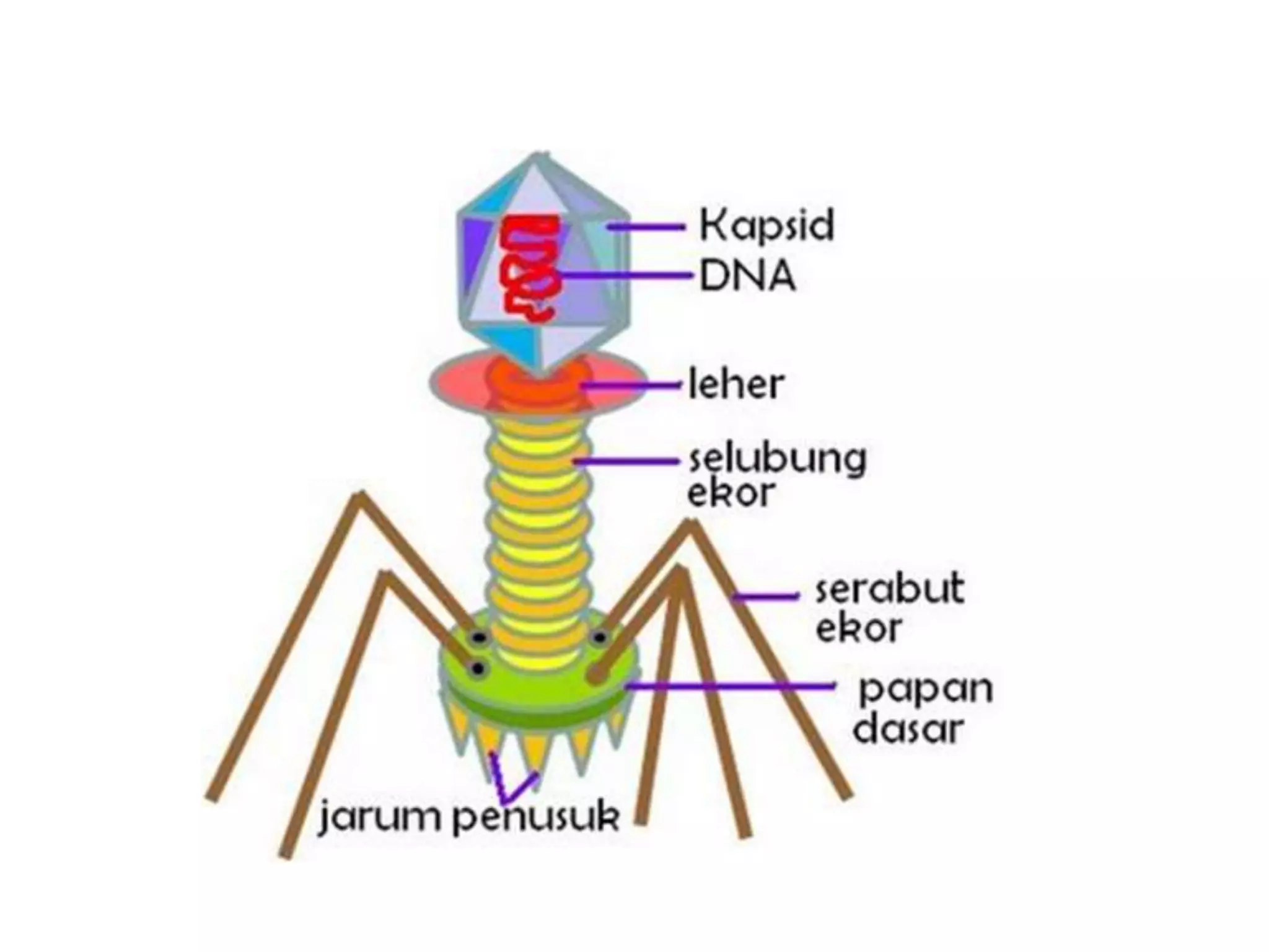 biologi bab virus sma kelas 10 | PPTX