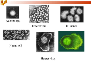 Adenovírus 
Enterovírus Influenza 
Hepatite B 
Herpesvírus 
 