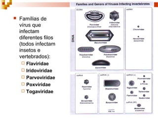  Famílias de 
vírus que 
infectam 
diferentes filos 
(todos infectam 
insetos e 
vertebrados): 
 Flaviridae 
 Iridoviridae 
 Parvoviridae 
 Poxviridae 
 Togaviridae 
 