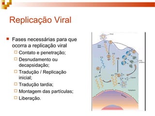 Replicação Viral 
 Fases necessárias para que 
ocorra a replicação viral 
 Contato e penetração; 
 Desnudamento ou 
decapsidação; 
 Tradução / Replicação 
inicial; 
 Tradução tardia; 
 Montagem das partículas; 
 Liberação. 
 