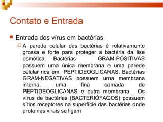 Contato e Entrada 
 Entrada dos vírus em bactérias 
 A parede celular das bactérias é relativamente 
grossa e forte para proteger a bactéria da lise 
osmótica. Bactérias GRAM-POSITIVAS 
possuem uma única membrana e uma parede 
celular rica em PEPTIDEOGLICANAS. Bactérias 
GRAM-NEGATIVAS possuem uma membrana 
interna, uma fina camada de 
PEPTIDEOGLICANAS e outra membrana. Os 
vírus de bactérias (BACTERIÓFAGOS) possuem 
sítios receptores na superfície das bactérias onde 
proteínas virais se ligam 
 