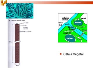  Célula Vegetal 
 