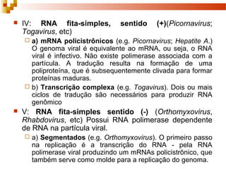 IV: RNA fita-simples, sentido (+)(Picornavirus; 
Togavirus, etc) 
 a) mRNA policistrônicos (e.g. Picornavirus; Hepatite A.) 
O genoma viral é equivalente ao mRNA, ou seja, o RNA 
viral é infectivo. Não existe polimerase associada com a 
partícula. A tradução resulta na formação de uma 
poliproteína, que é subsequentemente clivada para formar 
proteínas maduras. 
 b) Transcrição complexa (e.g. Togavirus). Dois ou mais 
ciclos de tradução são necessários para produzir RNA 
genômico 
 V: RNA fita-simples sentido (-) (Orthomyxovirus, 
Rhabdovirus, etc) Possui RNA polimerase dependente 
de RNA na partícula viral. 
 a) Segmentados (e.g. Orthomyxovirus). O primeiro passo 
na replicação é a transcrição do RNA - pela RNA 
polimerase viral produzindo um mRNAs policistrônico, que 
também serve como molde para a replicação do genoma. 
 