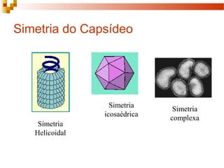 Simetria do Capsídeo 
Simetria 
icosaédrica 
Simetria 
Helicoidal 
Simetria 
complexa 
 