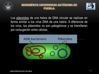 12
Los plásmidos de una hebra de DNA circular se replican en
forma similar a los virus DNA de una hebra. A diferencia de
los virus, los plásmidos no son patogénicos y se transfieren
por conjugación entre células.
CARACTERÍSTICAS DE LOS VIRUS
 