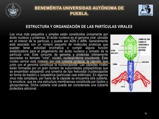 16
Los virus más pequeños y simples están constituidos únicamente por
ácido nucleico y proteínas. El ácido nucleico es el genoma viral, ubicado
en el interior de la partícula, y puede ser ADN o ARN. Generalmente
está asociado con un número pequeño de moléculas proteicas que
pueden tener actividad enzimática o cumplir alguna función
estabilizadora para el plegamiento del ácido nucleico y armado de la
partícula viral. Este conjunto de genoma y proteínas íntimamente
asociadas es llamado "core", núcleo, nucleoproteína onucleoide. Este
núcleo central está rodeado por una cubierta proteica, la cápside, que
junto con el genoma constituye la nucleocápside. Las cápsides virales
están formadas por un gran número de subunidades polipeptídicas que
se ensamblan adoptando una simetría de tipo helicoidal (nucleocápside
en forma de bastón) o icosaédrica (partículas casi esféricas). En algunos
virus más complejos, por fuera de la cápside se encuentra otra cubierta,
la envoltura, que es una estructura membranosa constituida por lípidos y
glicoproteínas. Dicha cubierta viral puede ser considerada una cubierta
protectora adicional.
ESTRUCTURA Y ORGANIZACIÓN DE LAS PARTÍCULAS VIRALES
 