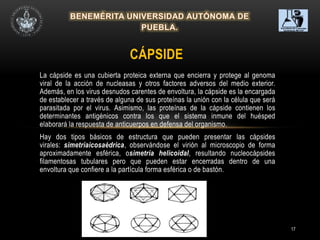 17
La cápside es una cubierta proteica externa que encierra y protege al genoma
viral de la acción de nucleasas y otros factores adversos del medio exterior.
Además, en los virus desnudos carentes de envoltura, la cápside es la encargada
de establecer a través de alguna de sus proteínas la unión con la célula que será
parasitada por el virus. Asimismo, las proteínas de la cápside contienen los
determinantes antigénicos contra los que el sistema inmune del huésped
elaborará la respuesta de anticuerpos en defensa del organismo.
Hay dos tipos básicos de estructura que pueden presentar las cápsides
virales: simetríaicosaédrica, observándose el virión al microscopio de forma
aproximadamente esférica, osimetría helicoidal, resultando nucleocápsides
filamentosas tubulares pero que pueden estar encerradas dentro de una
envoltura que confiere a la partícula forma esférica o de bastón.
CÁPSIDE
 
