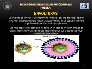 19
La envoltura de un virus es una membrana constituida por una doble capa lipídica
asociada a glicoproteínas que pueden proyectarse en forma de espículas desde la
superficie de la partícula viral hacia el exterior.
Los virus adquieren su estructura mediante un proceso de brotación a través de
alguna membrana celular. El número de glicoproteínas que presentan los virus
animales es muy variable.
ENVOLTURAS
 