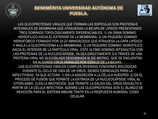 20
LAS GLICOPROTEÍNAS VIRALES QUE FORMAN LAS ESPÍCULAS SON PROTEÍNAS
INTEGRALES DE MEMBRANA QUE ATRAVIESAN LA BICAPA DE LÍPIDOS PRESENTANDO
TRES DOMINIOS TOPOLÓGICAMENTE DIFERENCIABLES: 1) UN GRAN DOMINIO
HIDROFÍLICO HACIA EL EXTERIOR DE LA MEMBRANA; 2) UN PEQUEÑO DOMINIO
HIDROFÓBICO FORMADO POR 20-27 AMINOÁCIDOS QUE ATRAVIESA LA CAPA LIPÍDICA
Y ANCLA LA GLICOPROTEÍNA A LA MEMBRANA; 3) UN PEQUEÑO DOMINIO HIDROFÍLICO
HACIA EL INTERIOR DE LA PARTÍCULA VIRAL. ESTE ÚLTIMO DOMINIO INTERACTÚA CON
LAS PROTEÍNAS DE LA NUCLEOCÁPSIDE, YA SEA DIRECTAMENTE O A TRAVÉS DE UNA
PROTEÍNA VIRAL NO GLICOSILADA DENOMINADA M (DE MATRIZ), QUE SE ENCUENTRA
EN ALGUNOS VIRUS ANIMALES POR DEBAJO DE LA BICAPA.
LAS GLICOPROTEÍNAS VIRALES CUMPLEN DIVERSAS FUNCIONES BIOLÓGICAS
DURANTE EL CICLO DE VIDA DE UN VIRUS, SIENDO ESENCIALES PARA LA
INFECTIVIDAD, YA QUE ACTÚAN: 1) EN LA ADSORCIÓN A LA CÉLULA HUÉSPED; 2) EN EL
PROCESO DE FUSIÓN QUE PERMITE LA ENTRADA DE LA NUCLEOCÁPSIDE VIRAL AL
CITOPLASMA; 3) EN LA BROTACIÓN, QUE PERMITE LA SALIDA DEL VIRUS ENVUELTO A
PARTIR DE LA CÉLULA INFECTADA. ADEMÁS LAS GLICOPROTEÍNAS SON EL BLANCO DE
REACCIÓN PARA EL SISTEMA INMUNE TANTO EN LA RESPUESTA HUMORAL COMO
CELULAR.
 