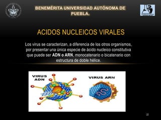 22
Los virus se caracterizan, a diferencia de los otros organismos,
por presentar una única especie de ácido nucleico constitutiva
que puede ser ADN o ARN, monocatenario o bicatenario con
estructura de doble hélice.
ACIDOS NUCLEICOS VIRALES
 