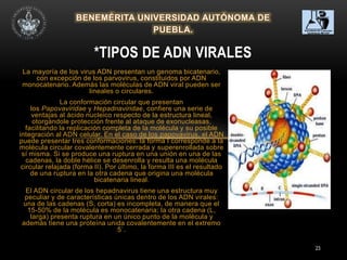 23
La mayoría de los virus ADN presentan un genoma bicatenario,
con excepción de los parvovirus, constituidos por ADN
monocatenario. Además las moléculas de ADN viral pueden ser
lineales o circulares.
La conformación circular que presentan
los Papovaviridae y Hepadnaviridae, confiere una serie de
ventajas al ácido nucleico respecto de la estructura lineal,
otorgándole protección frente al ataque de exonucleasas,
facilitando la replicación completa de la molécula y su posible
integración al ADN celular. En el caso de los papovavirus, el ADN
puede presentar tres conformaciones: la forma I corresponde a la
molécula circular covalentemente cerrada y superenrollada sobre
sí misma. Si se produce una ruptura en una unión en una de las
cadenas, la doble hélice se desenrolla y resulta una molécula
circular relajada (forma II). Por último, la forma III es el resultado
de una ruptura en la otra cadena que origina una molécula
bicatenaria lineal.
El ADN circular de los hepadnavirus tiene una estructura muy
peculiar y de características únicas dentro de los ADN virales:
una de las cadenas (S, corta) es incompleta, de manera que el
15-50% de la molécula es monocatenaria; la otra cadena (L,
larga) presenta ruptura en un único punto de la molécula y
además tiene una proteína unida covalentemente en el extremo
5`.
*TIPOS DE ADN VIRALES
 