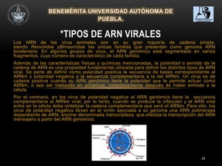 24
Los ARN de los virus animales son en su gran mayoría de cadena simple,
siendo Reoviridae yBirnaviridae las únicas familias que presentan como genoma ARN
bicatenario. En algunos grupos de virus, el ARN genómico está segmentado en varios
fragmentos, cuyo número es característico de cada familia.
Además de las características físicas y químicas mencionadas, la polaridad o sentido de la
cadena de ARN es una propiedad fundamental utilizada para definir los distintos tipos de ARN
viral. Se parte de definir como polaridad positiva la secuencia de bases correspondiente al
ARNm y polaridad negativa a la secuencia complementaria a la del ARNm. Un virus es de
cadena positiva cuando su ARN genómico tiene la polaridad que le permite actuar como
ARNm, o sea ser traducido en proteínas, inmediatamente después de haber entrado a la
célula.
Por el contrario, en los virus de polaridad negativa el ARN genómico tiene la secuencia
complementaria al ARNm viral; por lo tanto, cuando se produce la infección y el ARN viral
entra en la célula debe sintetizar la cadena complementaria que será el ARNm. Para ello, los
virus de polaridad negativa llevan en el virión asociada a su genoma una ARN polimerasa
dependiente de ARN, enzima denominada transcriptasa, que efectúa la transcripción del ARN
mensajero a partir del ARN genómico.
*TIPOS DE ARN VIRALES
 