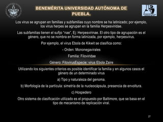 27
Los virus se agrupan en familias y subfamilias cuyo nombre se ha latinizado; por ejemplo,
los virus herpes se agrupan en la familia Herpesviridae.
Las subfamilias tienen el sufijo “nae”, Ej: Herpesvirinae. El otro tipo de agrupación es el
género, que no se nombra en forma latinizada, por ejemplo, herpesvirus.
Por ejemplo, el virus Ebola de Kikwit se clasifica como:
- Orden: Mononegavirales
Familia: Filoviridae
Género: FilovirusEspecie: virus Ebola Zaire
Utilizando los siguientes criterios es posible identificar la familia y en algunos casos el
género de un determinado virus
a) Tipo y naturaleza del genoma.
b) Morfología de la partícula: simetría de la nucleocápsula, presencia de envoltura.
c) Hospedero
Otro sistema de clasificación utilizado es el propuesto por Baltimore, que se basa en el
tipo de mecanismo de replicación viral.
 