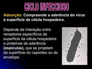 Adsorção: Compreende a aderência do vírus
à superfície da célula hospedeira.
Depende da interação entre
receptores específicos da
superfície da célula hospedeira
e proteínas de aderência
(espículas), que se projetam
da superfície do capsídeo ou do
envelope.
 