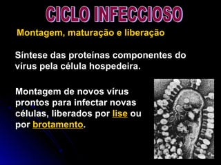 Montagem, maturação e liberação
Síntese das proteínas componentes do
vírus pela célula hospedeira.
Montagem de novos vírus
prontos para infectar novas
células, liberados por lise ou
por brotamento.
 