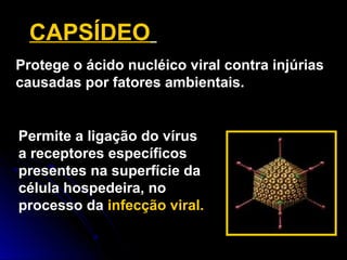 Protege o ácido nucléico viral contra injúrias
causadas por fatores ambientais.
Permite a ligação do vírus
a receptores específicos
presentes na superfície da
célula hospedeira, no
processo da infecção viral.
CAPSÍDEO
 