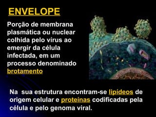 Na sua estrutura encontram-se lipídeos de
origem celular e proteínas codificadas pela
célula e pelo genoma viral.
ENVELOPE
Porção de membrana
plasmática ou nuclear
colhida pelo vírus ao
emergir da célula
infectada, em um
processo denominado
brotamento
 
