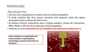REPRODUÇÃO
Reprodução Viral
• Os vírus só se reproduzem no interior de uma célula hospedeira.
• O ácido nucléico dos vírus possui somente uma pequena parte dos genes
necessários para a síntese de novos vírus.
• As demais enzimas necessárias para a síntese protéica, síntese de ribossomos,
RNAt, RNAm e ATP são fornecidas pela célula hospedeira.
• Portanto, os vírus necessitam da via metabólica da célula para replicarem-se.
Para estudarmos a reprodução viral
vamos analisar a reprodução do
bacteriófago, parasita intracelular de
bactérias.
 