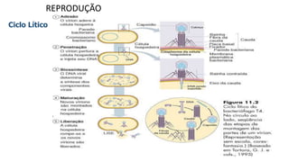 REPRODUÇÃO
Ciclo Lítico
 