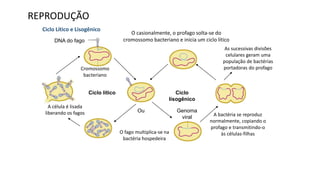 DNA do fago
Cromossomo
bacteriano
Ciclo lítico Ciclo
lisogênico
O fago multiplica-se na
bactéria hospedeira
O casionalmente, o profago solta-se do
cromossomo bacteriano e inicia um ciclo lítico
A célula é lisada
liberando os fagos A bactéria se reproduz
normalmente, copiando o
profago e transmitindo-o
às células-filhas
Ou
As sucessivas divisões
celulares geram uma
população de bactérias
portadoras do profago
Genoma
viral
Ciclo Lítico e Lisogênico
REPRODUÇÃO
 
