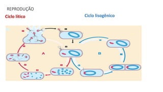 REPRODUÇÃO
Ciclo lítico Ciclo lisogênico
 