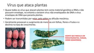 Vírus que ataca plantas
• Quase todos os vírus que atacam plantas tem como material genético o RNA e não
possuem envelope, no entanto a existem vírus não envelopados de DNA e vírus
envelopas de DNA que parasita plantas.
• Podem ser transmitidos por vetor, pelo pólen ou difusão mecânica.
• Geralmente provocam o surgimento de manchas em folhas, flores e frutos e o
declínio na taxa de crescimento.
AGENTE QUE INOCULA UM
PARASITA(INSETOS, FUNGOS,
VERME NEMATÓDEO)
 