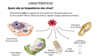 CARACTERÍSTICAS
Quem são os hospedeiros dos vírus?
Praticamente todos os organismos vivos podem ser infectados pelos vírus.
Os vírus podem infectar células de animais, vegetais, fungos, bactérias e protistas.
Célula Animal
Vírus de animais
Célula Vegetal
(fitóvirus)
Bactéria
(Bacteriófagos ou
fagos)
Fungo
(Micófagos)
Protozoário
Vírus ProtistaVírus
 