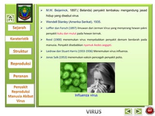 M.W. Beijerinck, 1897.( Belanda) penyakit tembakau mengandung jasad
hidup yang disebut virus
 Wendell Stanley (Amerika Serikat), 1935.
 Loffler dan Forsch (1897) ilmuwan dari Jerman Virus yang menyerang hewan yakni
penyakit kuku dan mulut pada hewan ternak.
 Reed (1900) menemukan virus menyebabkan penyakit demam berdarah pada
manusia. Penyakit disebabkan nyamuk Aedes aegypti.
 Laidraw dan Stuart Harris (1933-1936) Menemukan virus influenza.
 Jonas Salk (1953) menemukan vaksin pencegah penyakit polio.
Influenza virus
 