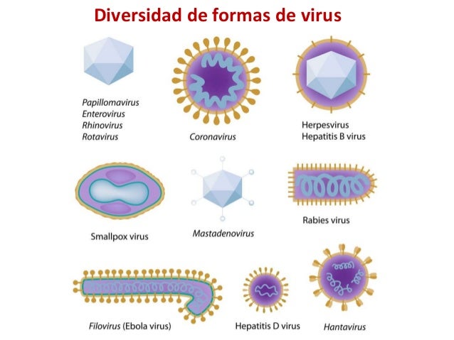 Virus