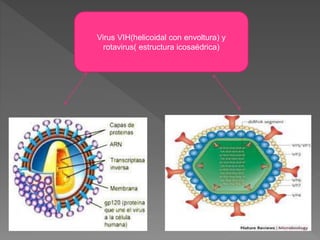 Virus VIH(helicoidal con envoltura) y
rotavirus( estructura icosaédrica)
 